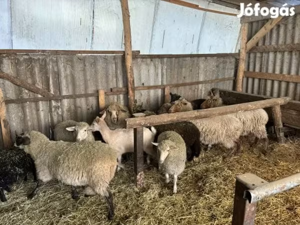 Cừu đực, Merino sheep