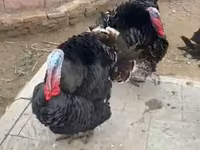 برنزی — عکس 1