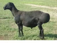 பெண் ஆடு, Edilbay sheep — புகைப்படம் 1
