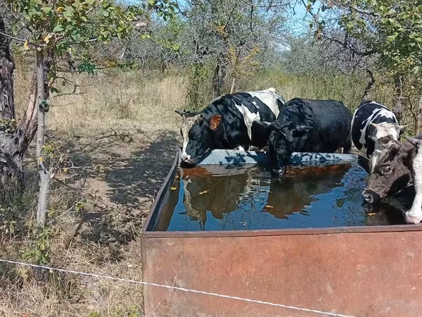 Bull, Cattle — Moldova
