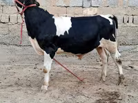 雄牛, Simmental cattle — 写真 2