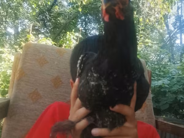 Brahma — Kyrgyzstan
