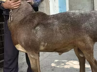 Ram, Arashan sheep — foto 4