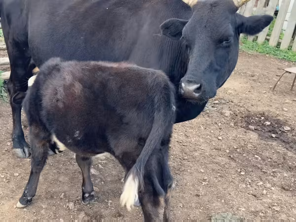 Bò cái, Gia súc