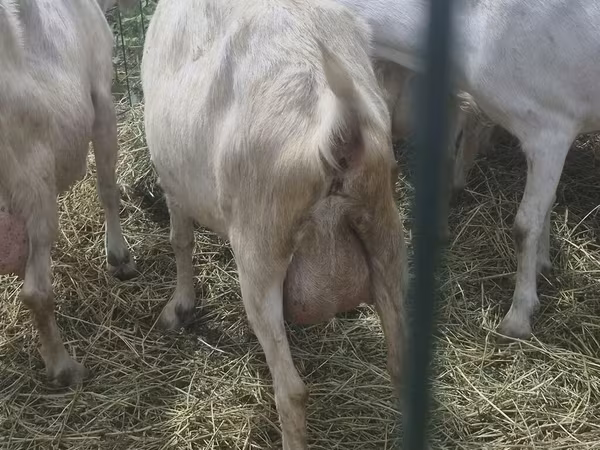 Saanen goat