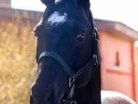 Kůň, Thoroughbred horse — foto 2
