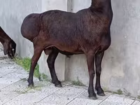 Kambing jantan, Sheep — foto 4