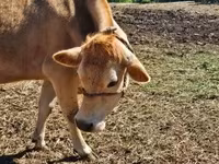 Krava, Simmental cattle — foto 2