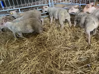 میش, Charollais sheep — عکس 2