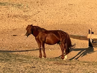 Klisna, Mugalzhar horse — foto 5