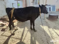 Ko, Russian Black pied cattle — foto 4