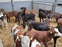 Dibi, Holstein breed — sawirka 5