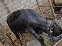 گاو نر, آبرادین-آنگوس — عکس 1