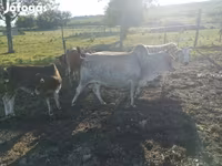 Boğa, Zebu — foto 3