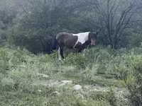 Cavalo, Cavalos — foto 1
