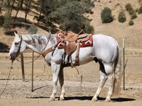 اسب نر, Quarter Horse — عکس 5