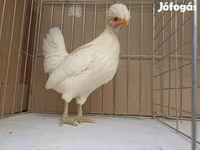 Chickens — รูปภาพ 3