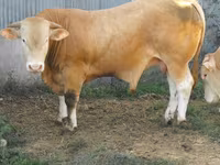 Býk, Blonde d’Aquitane cattle — foto 5