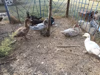 Ducks — Foto 5