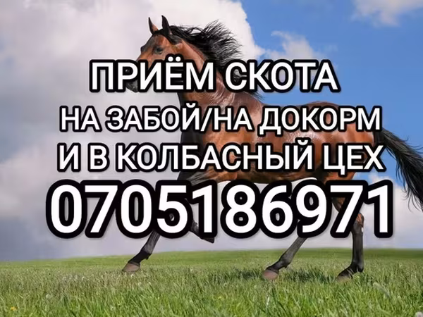 Коњи