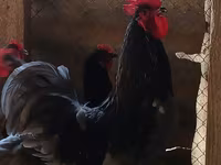 آسترالورپ — عکس 2