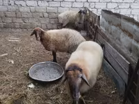 قوچ, Blackheaded Persian sheep — عکس 8