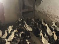 Ducks — foto 8