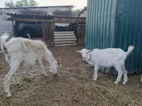 بز ماده, بز — عکس 4