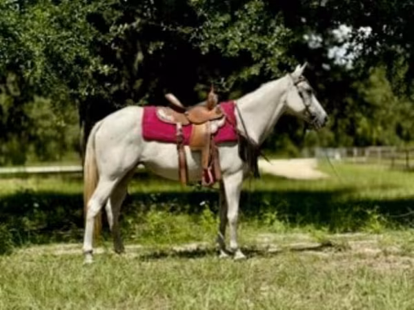 Klisna, Quarter Horse