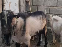 Oğlak, Alpine goat — foto 2