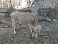Vacă, Bovine — foto 5
