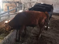 Lembu ternakan (lot, jantina tidak dinyatakan), Swiss cattle — foto 5