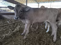 گاو نر, Swiss cattle — عکس 2