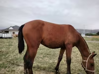 گھوڑا, Kazakh horse — تصویر 2