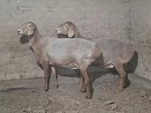 የጎትት አውራ በግ, Sheep