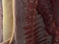 Porci de carne — foto 2