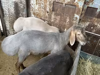Beran, Arashan sheep — foto 6