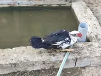 Ducks — عکس 2