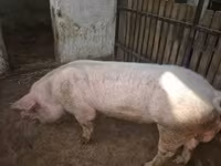Boar, Pigs — photo 2