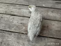 Quails — 2 зураг