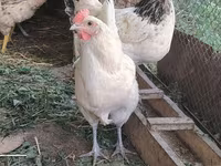 Chickens — عکس 2