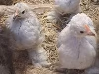 Bantam Pekín — foto 2