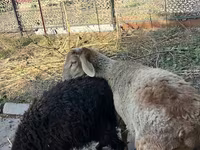 Kambing jantan, Hissar sheep — foto 1