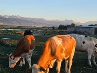 Bulle, Simmental cattle — Foto 4