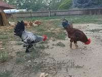 Chickens — 照片 1
