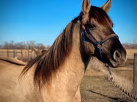 Hengst, Rocky Mountain Horse — Foto 8