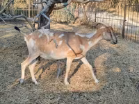 母山羊, Nubian Goat — 照片 4