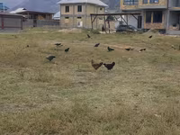Chickens — फ़ोटो 1