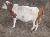 گاو ماده, Simmental cattle — عکس 2