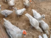 Ducks — รูปภาพ 1
